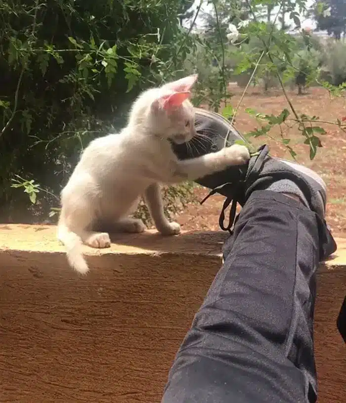 An man awakens from a nap with a stray kitten sleeping on his stomach and decides to keep it 5