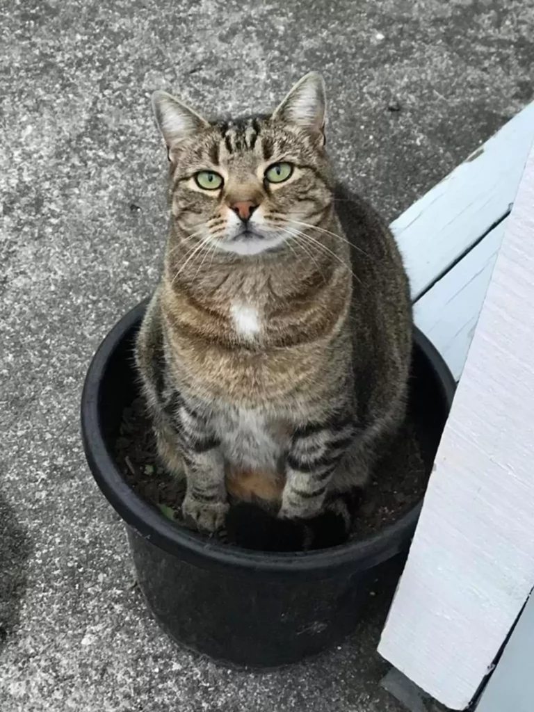 Because of laziness a cat pretends to be too big to fit through the cat door 1