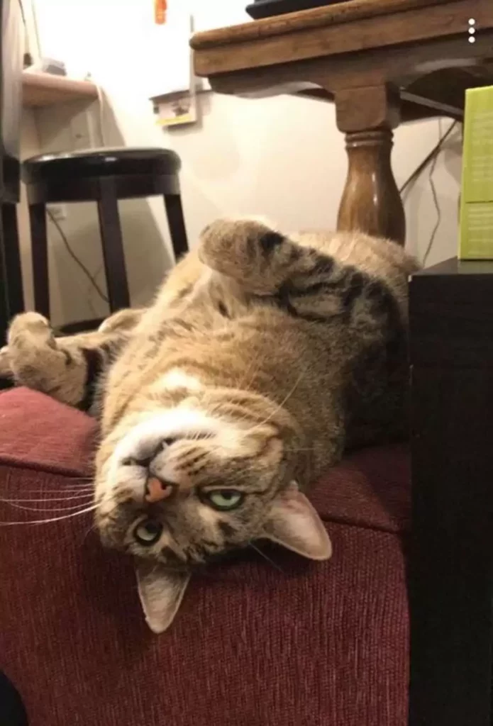 Because of laziness a cat pretends to be too big to fit through the cat door 3