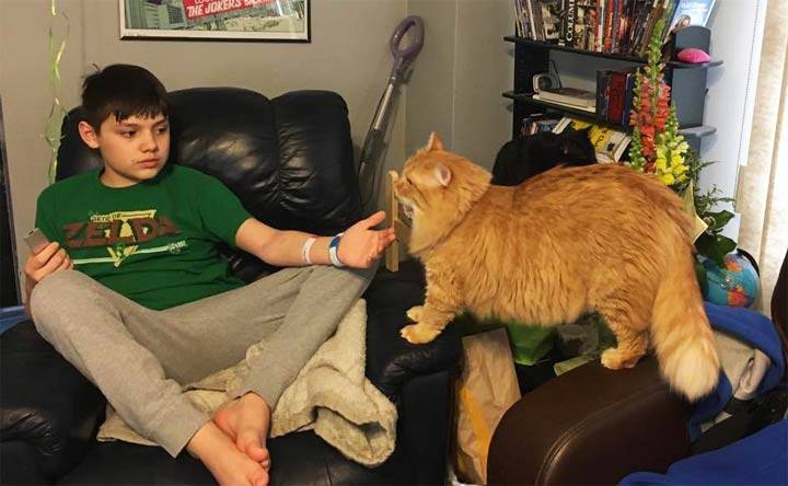 Canadian mother says that her son's cat saved his life 3