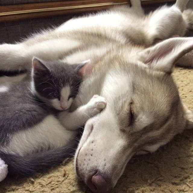 Cat Becomes Best Friends With 3 Huskies That Saved It From Dying 1