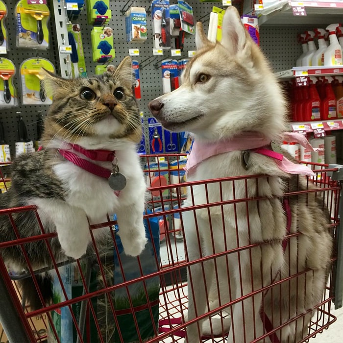 Cat Becomes Best Friends With 3 Huskies That Saved It From Dying 10