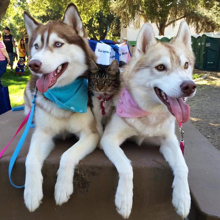 Cat Becomes Best Friends With 3 Huskies That Saved It From Dying 11