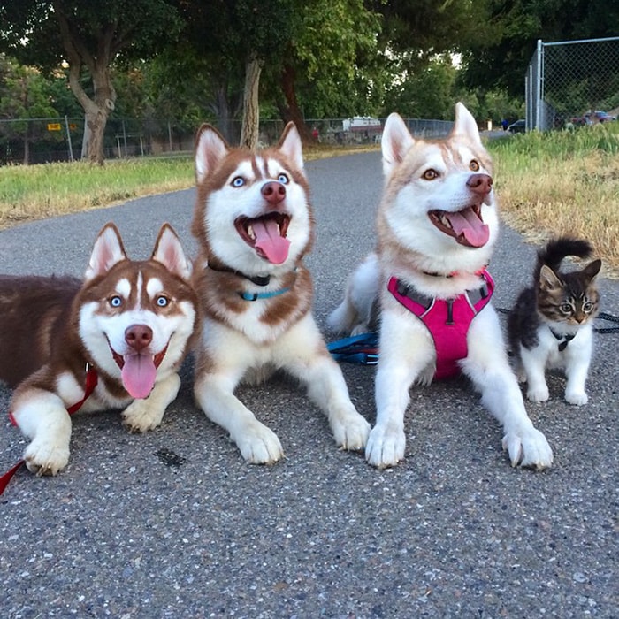 Cat Becomes Best Friends With 3 Huskies That Saved It From Dying 12