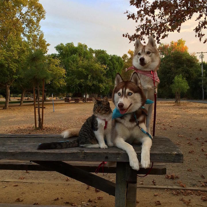 Cat Becomes Best Friends With 3 Huskies That Saved It From Dying 13