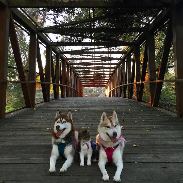 Cat Becomes Best Friends With 3 Huskies That Saved It From Dying 14