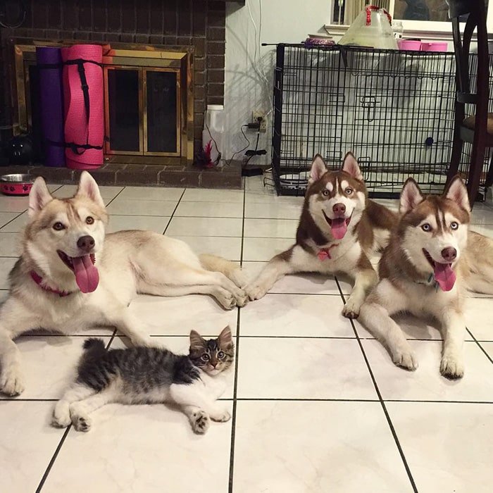 Cat Becomes Best Friends With 3 Huskies That Saved It From Dying 2