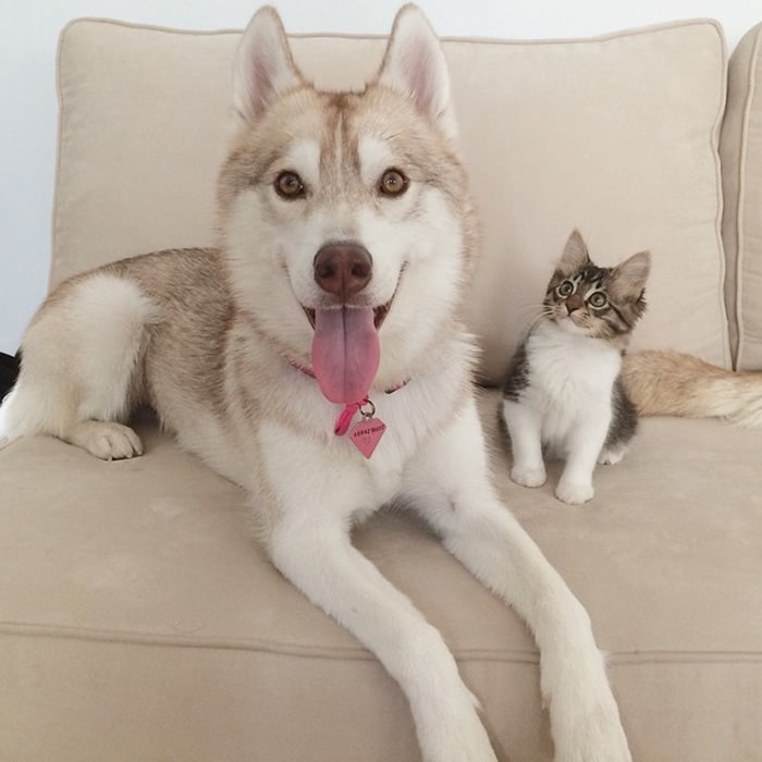 Cat Becomes Best Friends With 3 Huskies That Saved It From Dying 3