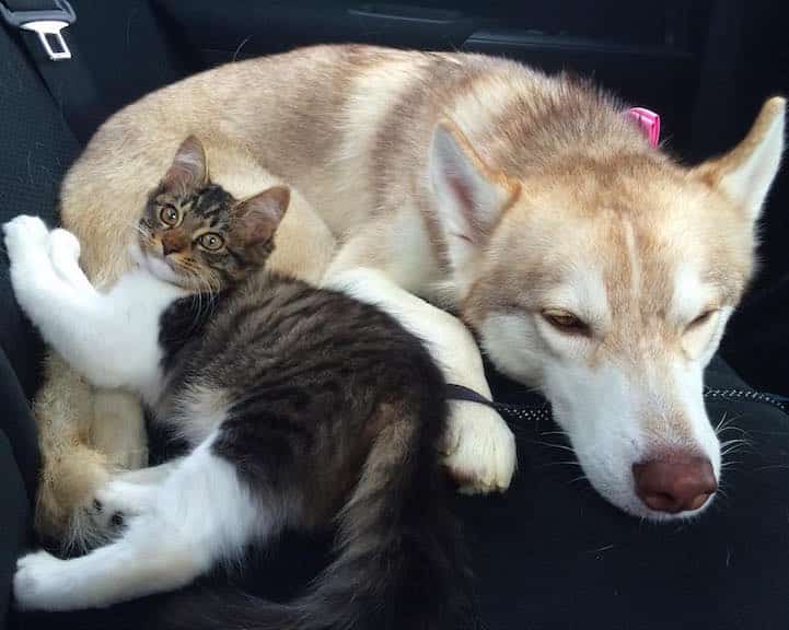 Cat Becomes Best Friends With 3 Huskies That Saved It From Dying 4