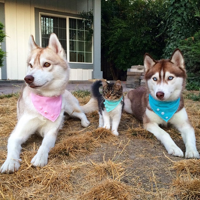 Cat Becomes Best Friends With 3 Huskies That Saved It From Dying 5