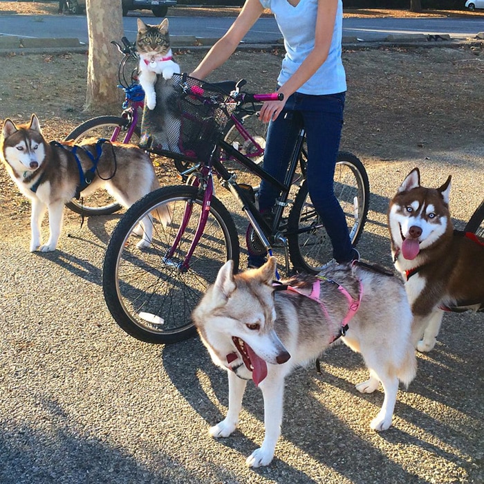 Cat Becomes Best Friends With 3 Huskies That Saved It From Dying 6