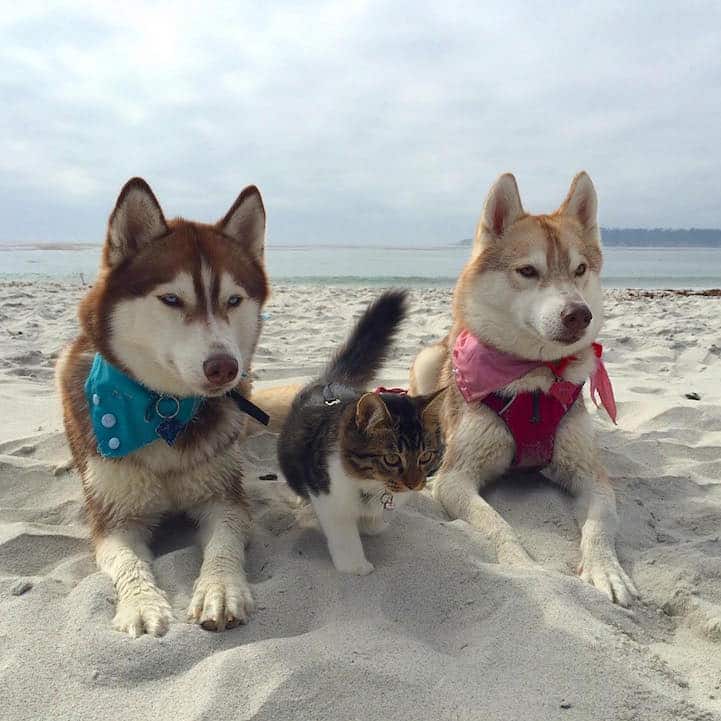 Cat Becomes Best Friends With 3 Huskies That Saved It From Dying 7