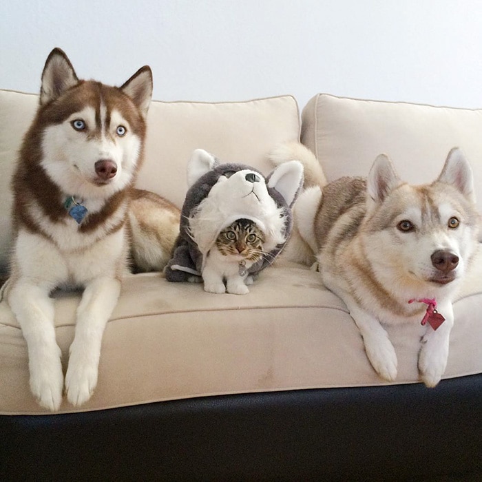 Cat Becomes Best Friends With 3 Huskies That Saved It From Dying 8