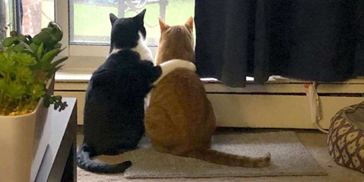 Cat Comforts His Friend During Thunderstorm 1