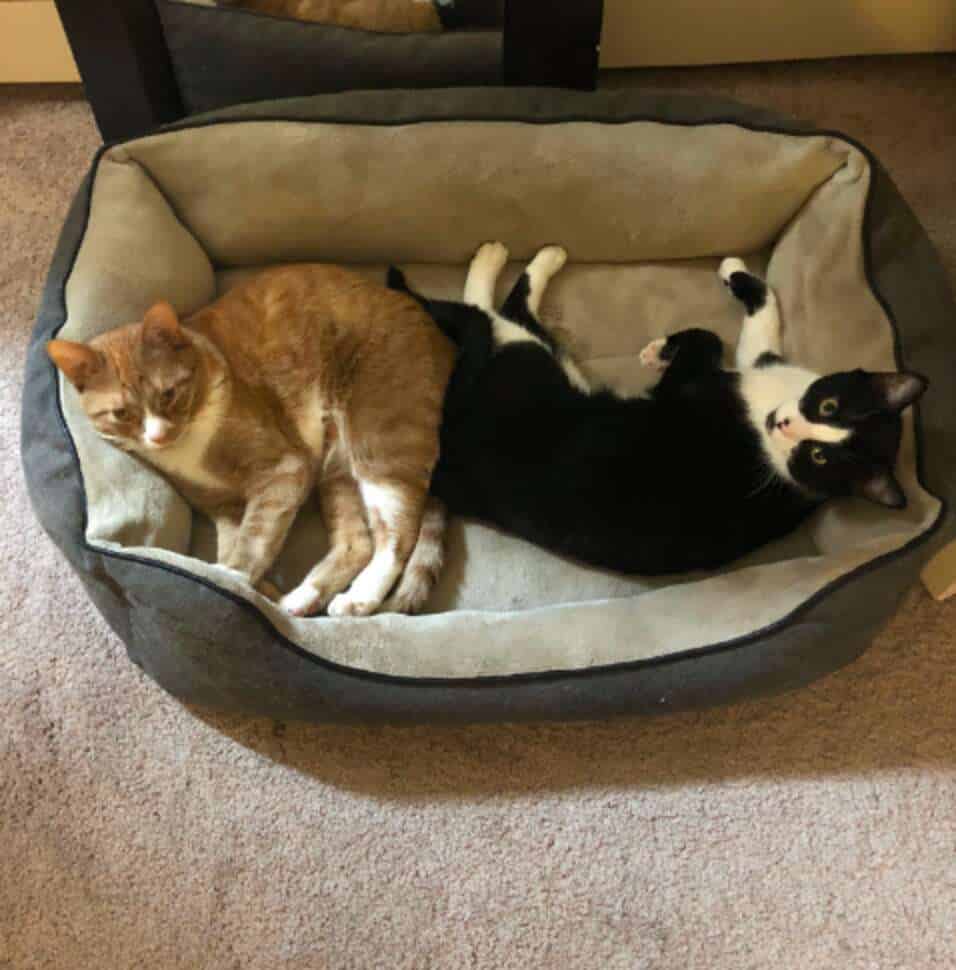 Cat Comforts His Friend During Thunderstorm 2