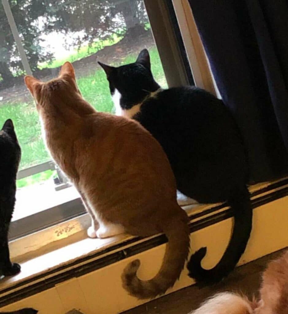 Cat Comforts His Friend During Thunderstorm 3