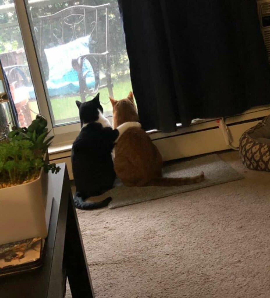 Cat Comforts His Friend During Thunderstorm 4