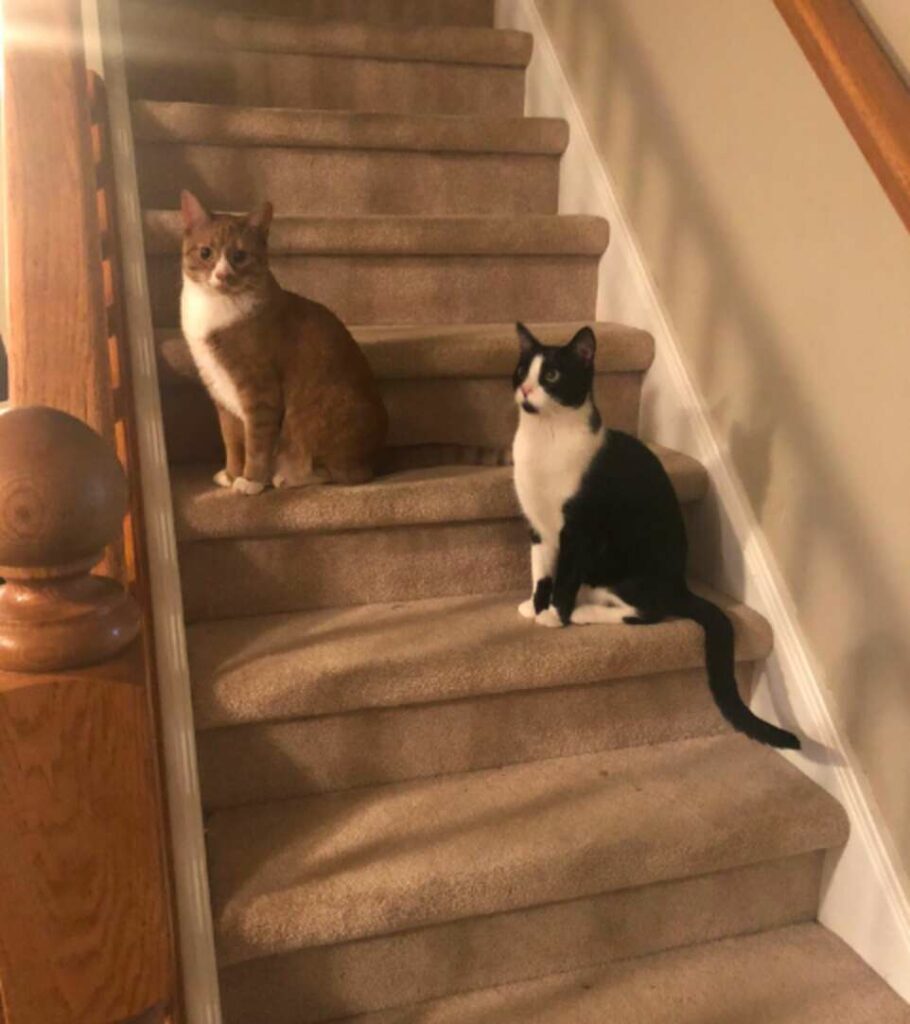 Cat Comforts His Friend During Thunderstorm 5