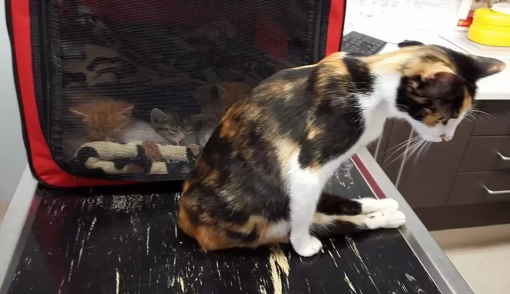 Cat Drags Herself to Where She Left Her Kittens After Being Left Paralyzed by Man 1