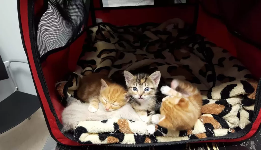 Cat Drags Herself to Where She Left Her Kittens After Being Left Paralyzed by Man 2