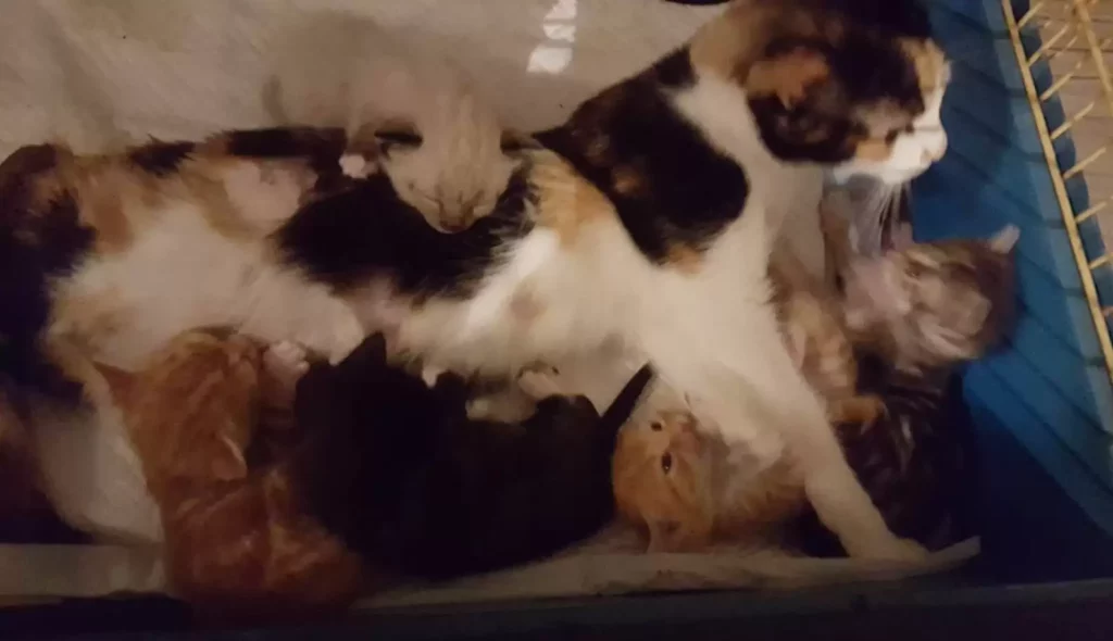 Cat Drags Herself to Where She Left Her Kittens After Being Left Paralyzed by Man 3