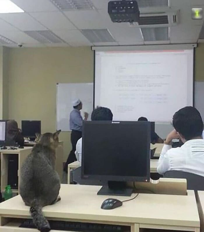 Cat Enters Classroom At Malaysian University And Falls Asleep Because Of Boring Lecture 1