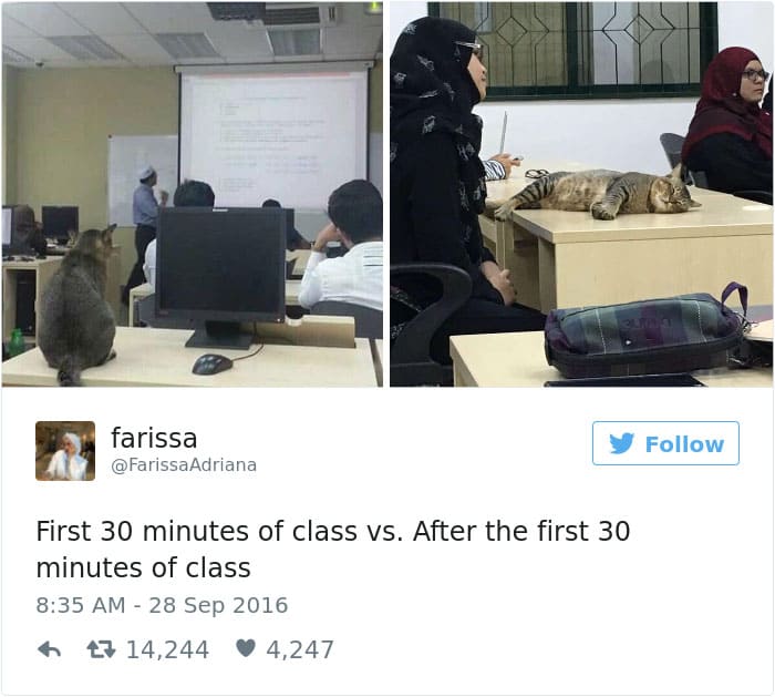 Cat Enters Classroom At Malaysian University And Falls Asleep Because Of Boring Lecture 2