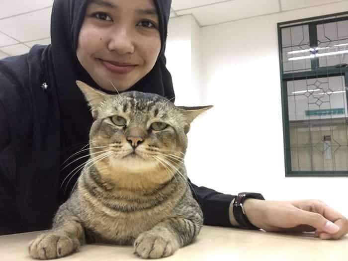 Cat Enters Classroom At Malaysian University And Falls Asleep Because Of Boring Lecture 3