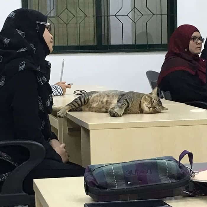 Cat Enters Classroom At Malaysian University And Falls Asleep Because Of Boring Lecture 4