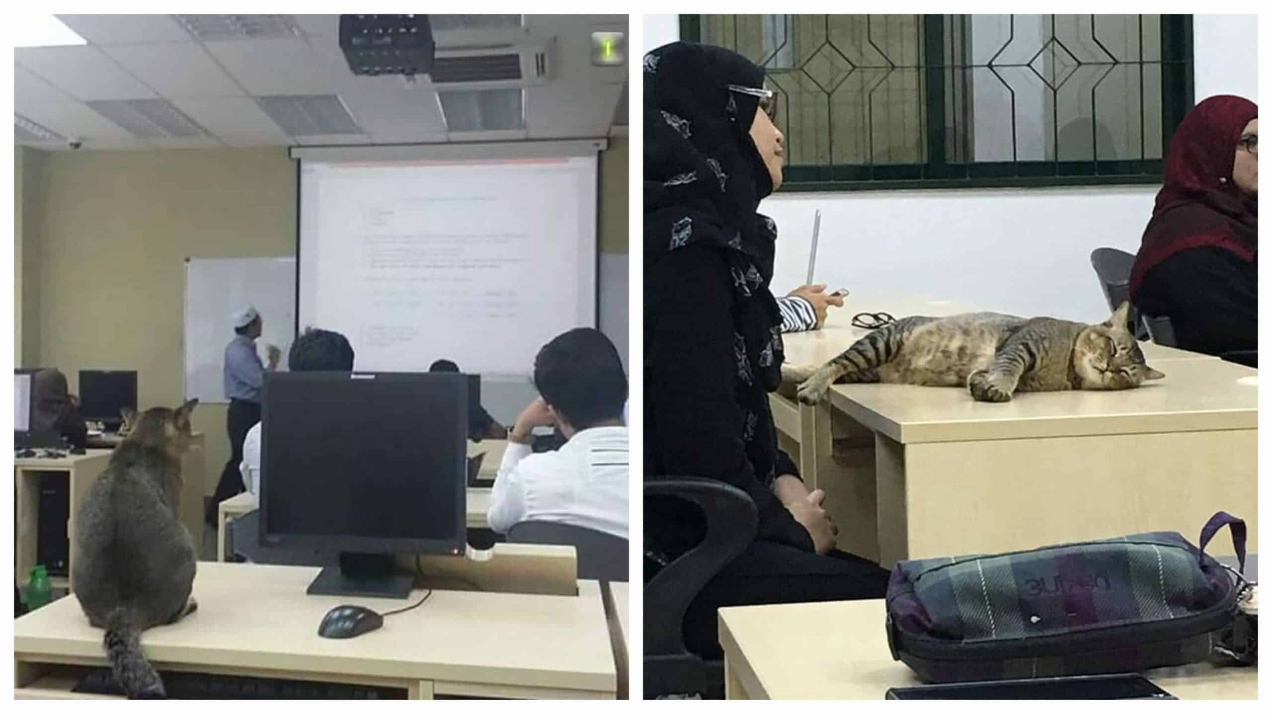 Cat Enters Classroom At Malaysian University And Falls Asleep Because Of Boring Lecture