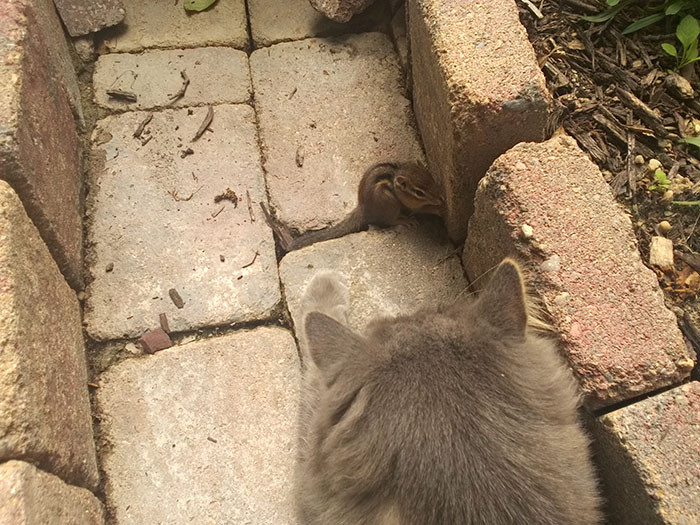 Cat Makes A Chipmunk Friend and Can't Stop Cuddling It 1