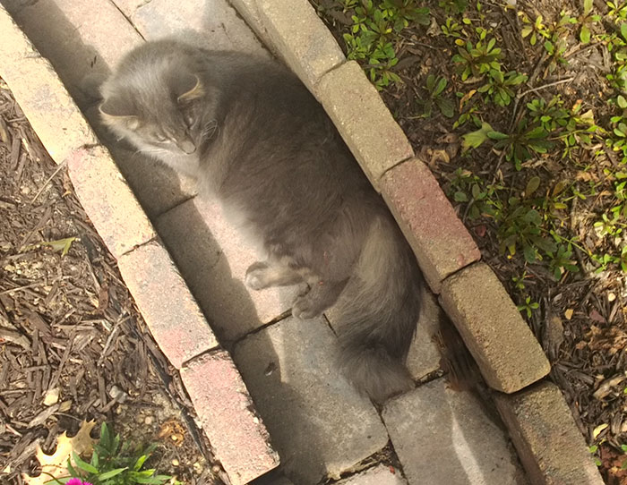 Cat Makes A Chipmunk Friend and Can't Stop Cuddling It 2