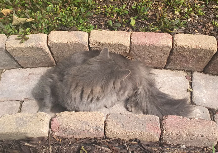 Cat Makes A Chipmunk Friend and Can't Stop Cuddling It 3