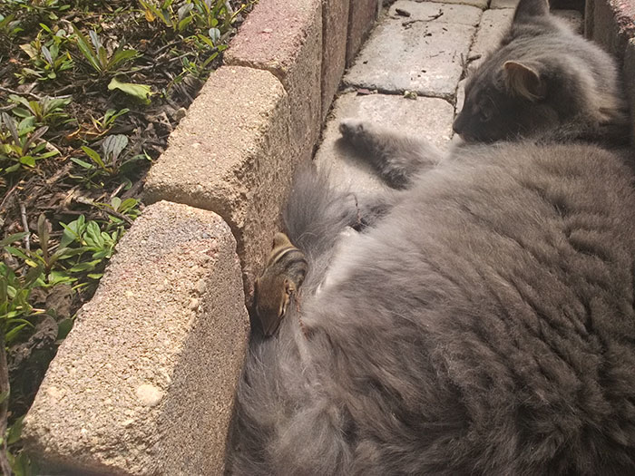 Cat Makes A Chipmunk Friend and Can't Stop Cuddling It 4
