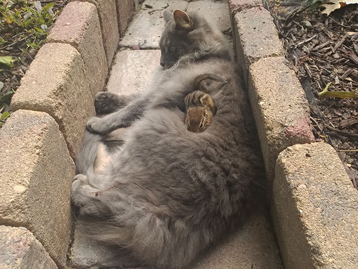 Cat Makes A Chipmunk Friend and Can't Stop Cuddling It 5