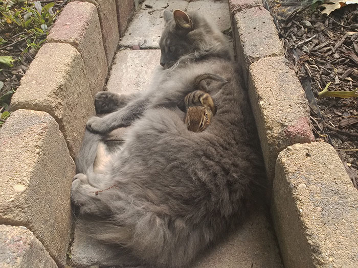 Cat Makes A Chipmunk Friend and Can’t Stop Cuddling It!