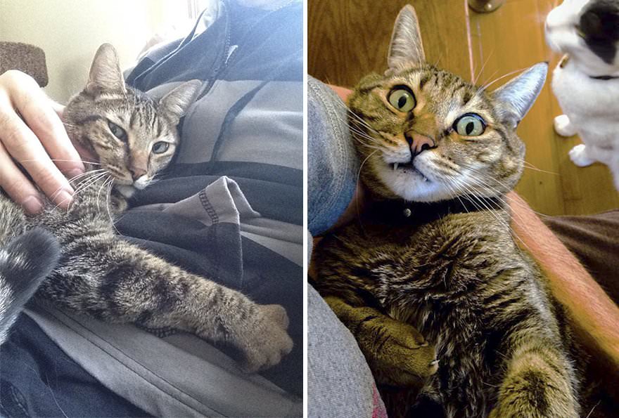 Cat Owner Fakes His Death to See How His Cat Reacts Doesn't Expect This Reaction 2