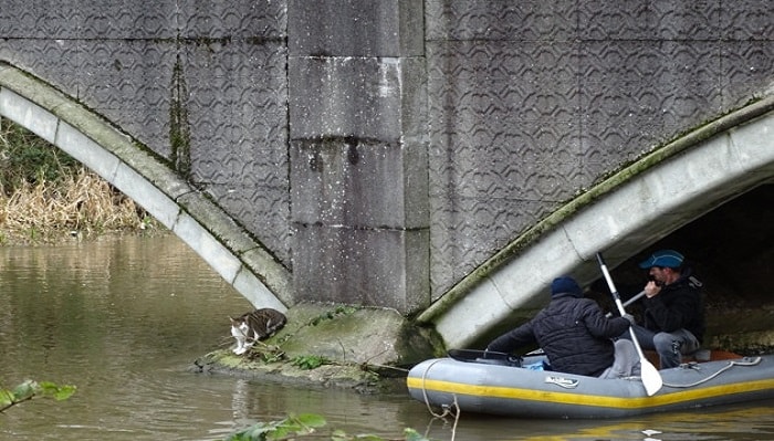 Cat Rescued From Underbridge Trap After Being Missing for 15 Months 1