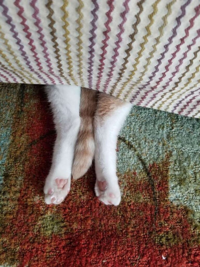 Cat Thinks That No One Can See Him When He Hides 6