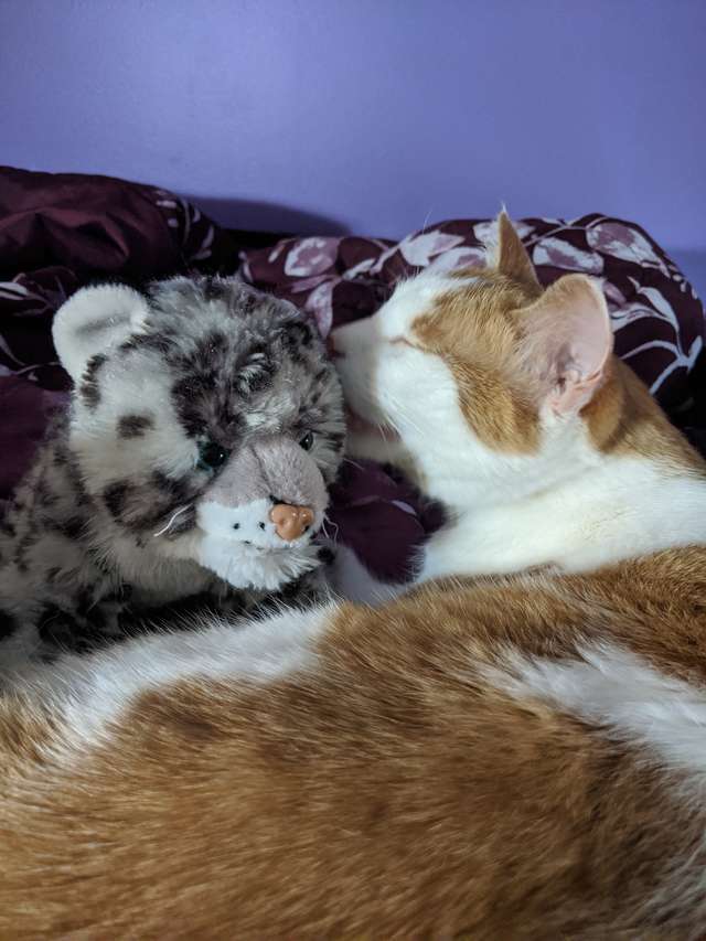 Cat Waits Patiently as Grandma Fixes His Favorite Toy 1