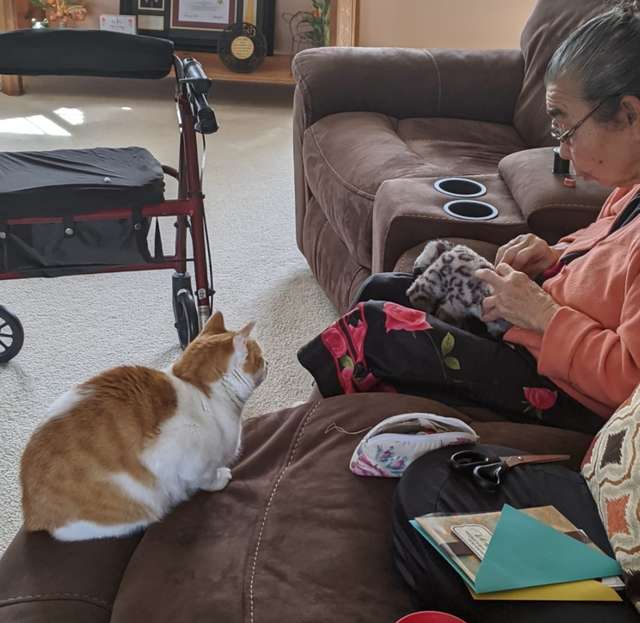Cat Waits Patiently as Grandma Fixes His Favorite Toy 3