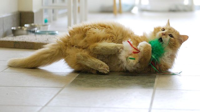 Cat Walks 12 Miles To Get To His Unwanted Family