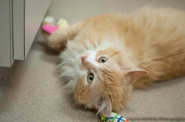 Cat Walks 12 Miles To Get To His Unwanted Family 6