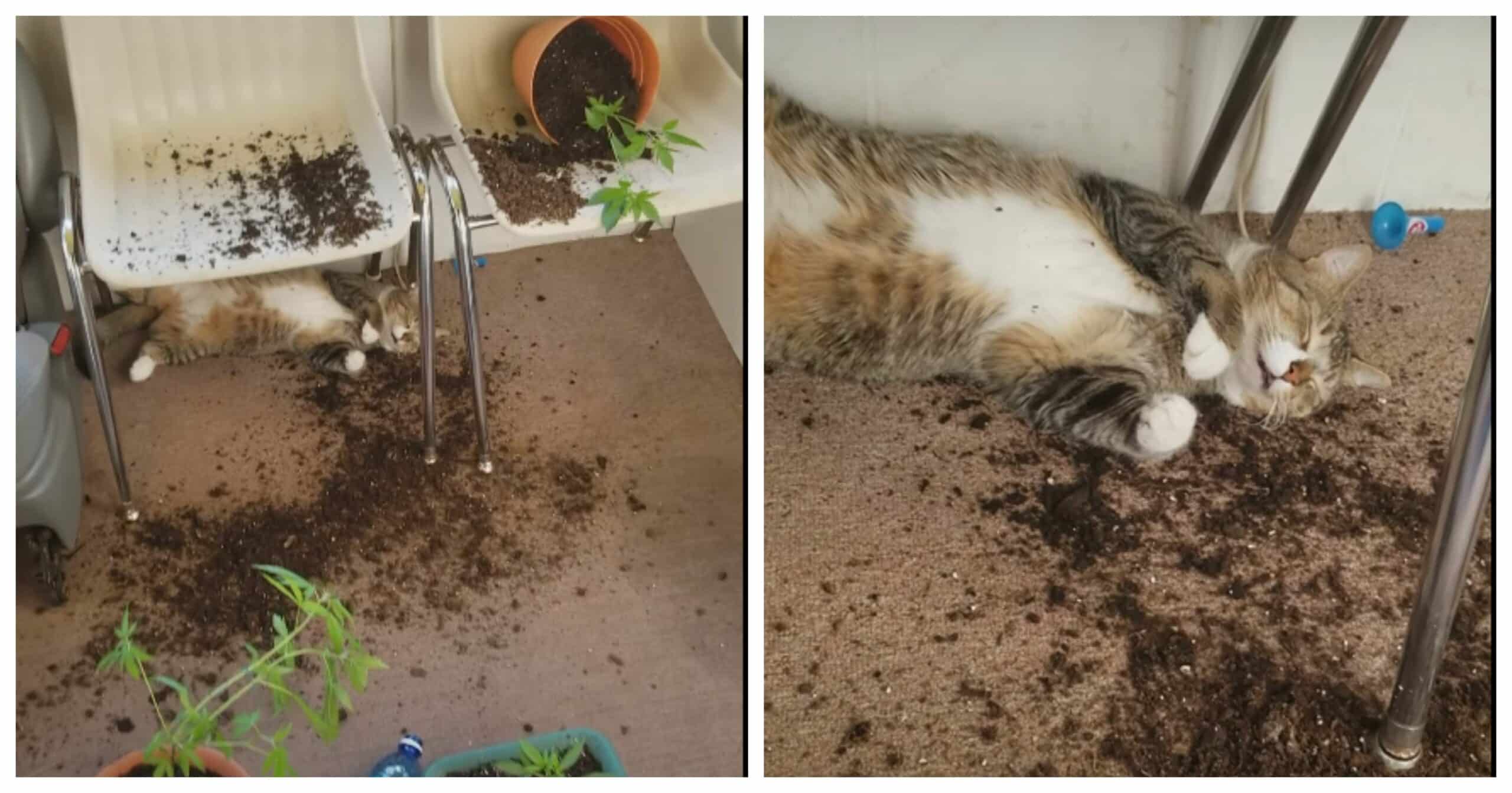 Cat ate Weed Accidentally Owner Records Her Uploads Video to Facebook