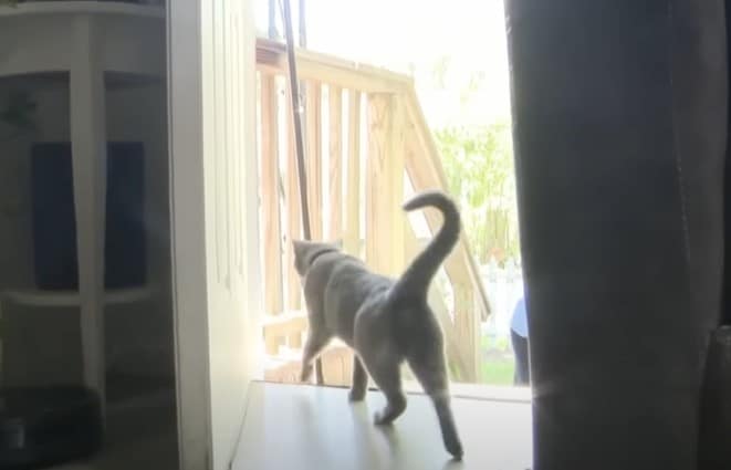 Cat missing from days Returns Home and Rings the Doorbell 2