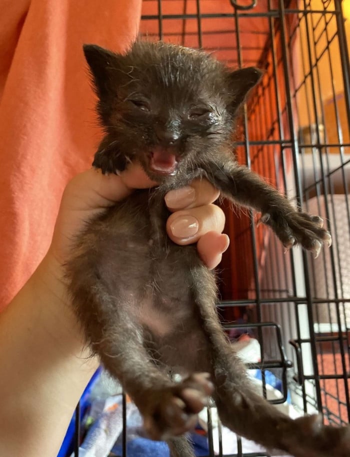 Cat visits Starbucks for the first time and has a good time there 2