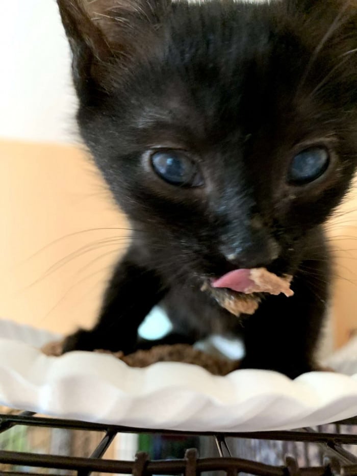 Cat visits Starbucks for the first time and has a good time there 4