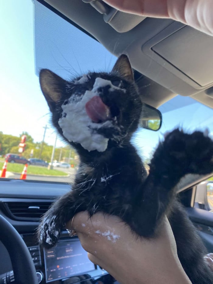 Cat visits Starbucks for the first time and has a good time there 7