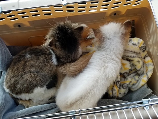 Cat with One Eye Rescued with Her Blind Sister 1