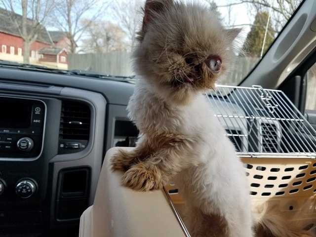 Cat with One Eye Rescued with Her Blind Sister 2